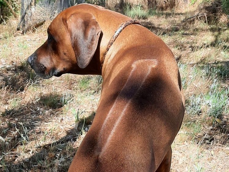 Kamania Rhodesian Ridgebacks