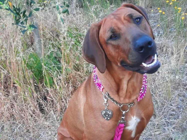 Kamania Rhodesian Ridgebacks