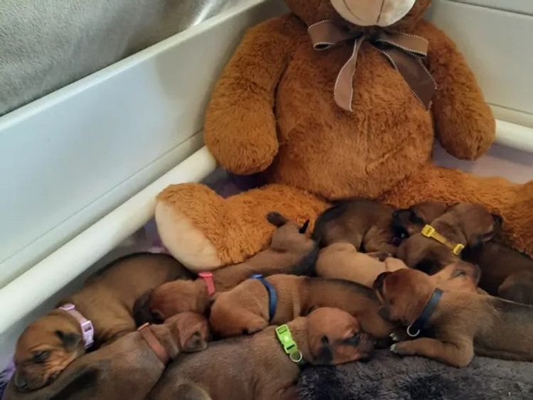 Kamania Rhodesian Ridgebacks