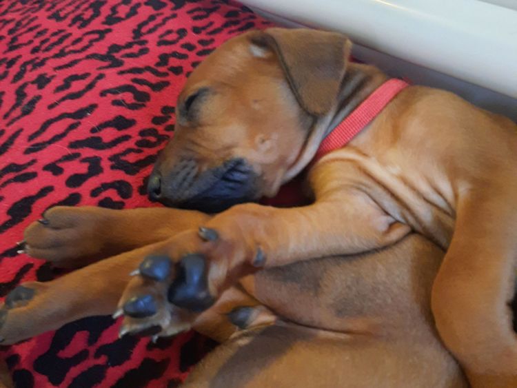 Kamania Rhodesian Ridgebacks