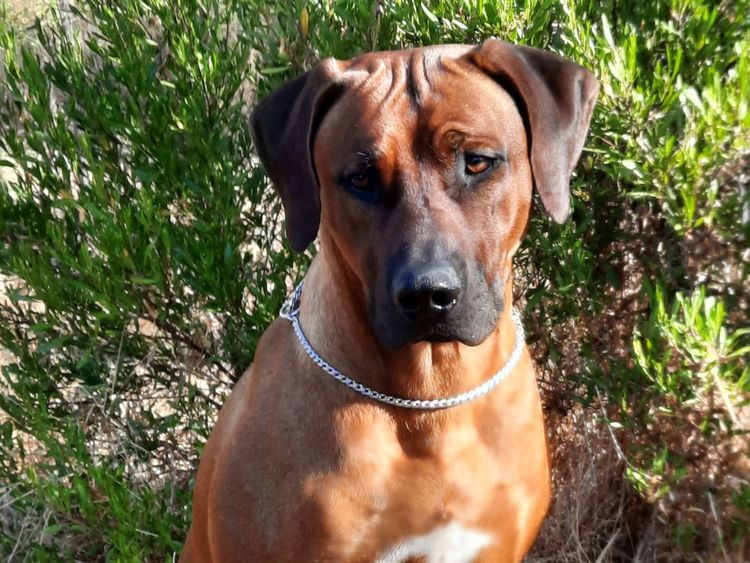 Kamania Rhodesian Ridgebacks