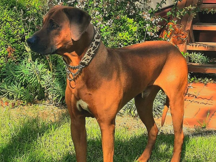 Kamania Rhodesian Ridgebacks