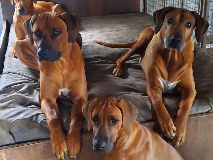 Kamania Rhodesian Ridgebacks