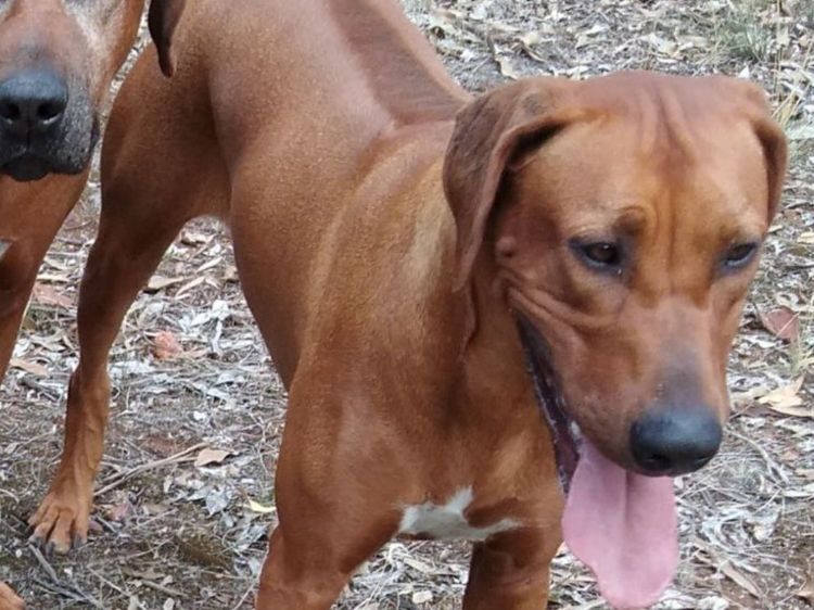 Kamania Rhodesian Ridgebacks