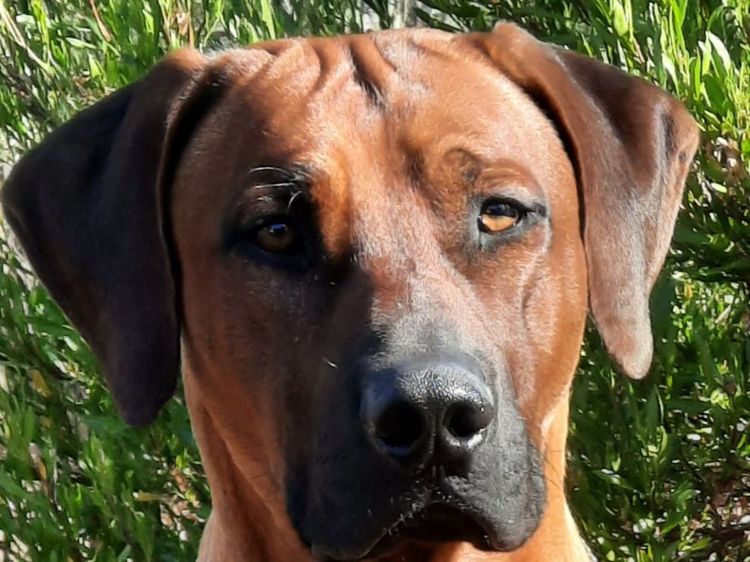 Kamania Rhodesian Ridgebacks