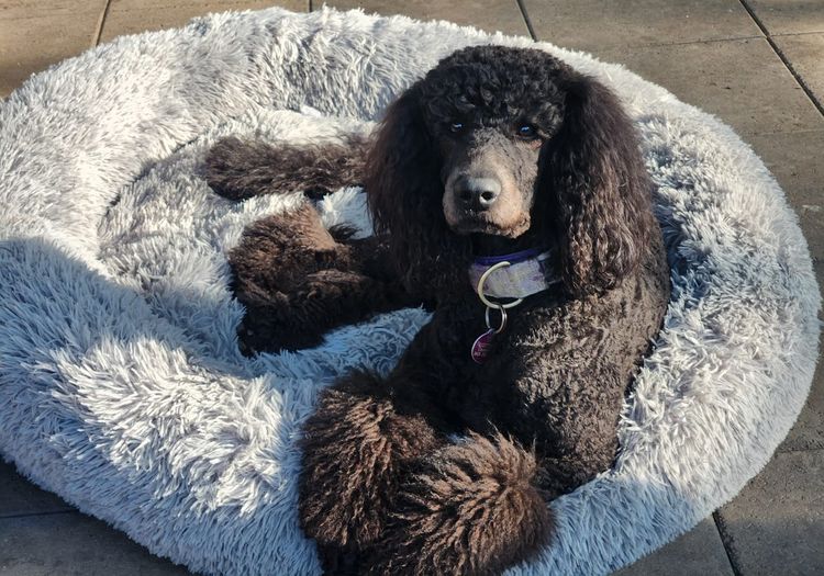 Oodles of Love Standard Poodles