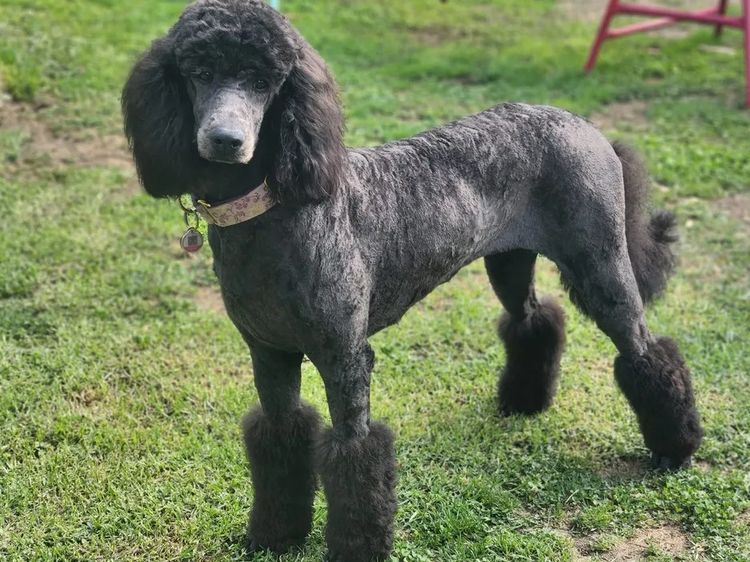 Oodles of Love Standard Poodles