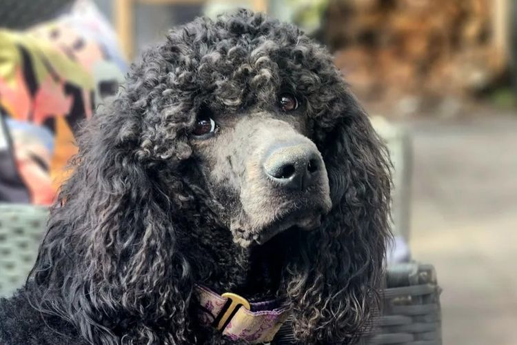 Oodles of Love Standard Poodles