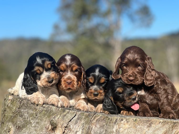 The Crazy Cockers / RiverGum