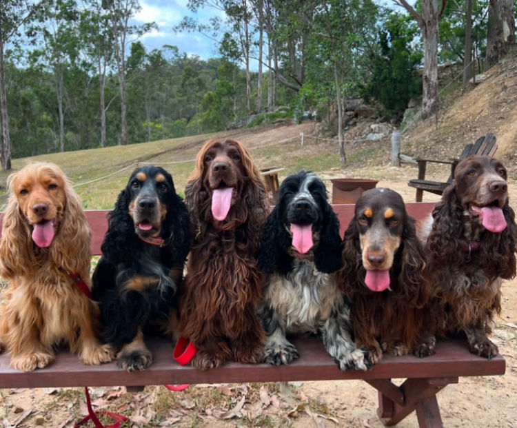 The Crazy Cockers / RiverGum