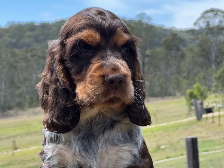 The Crazy Cockers / RiverGum