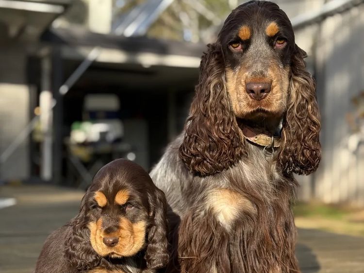 The Crazy Cockers / RiverGum