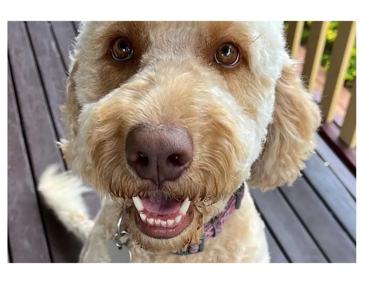 Premium Labradoodles