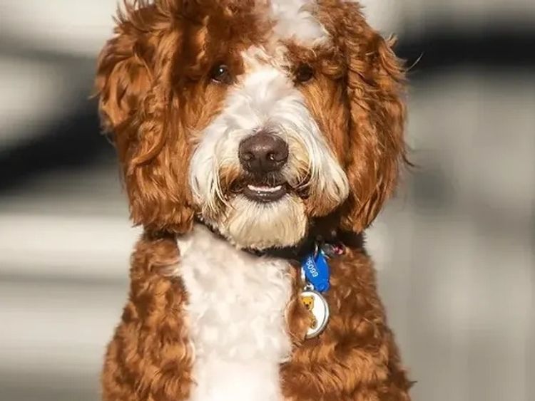 Premium Labradoodles