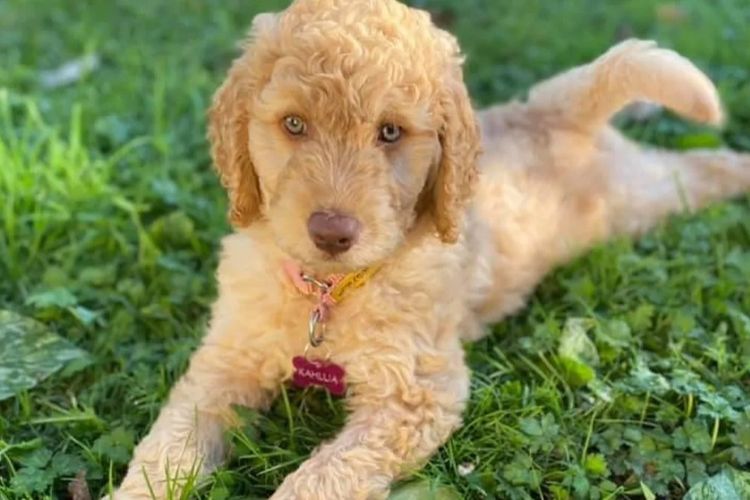 Premium Labradoodles