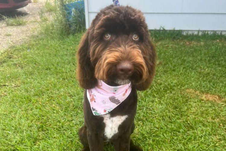Premium Labradoodles