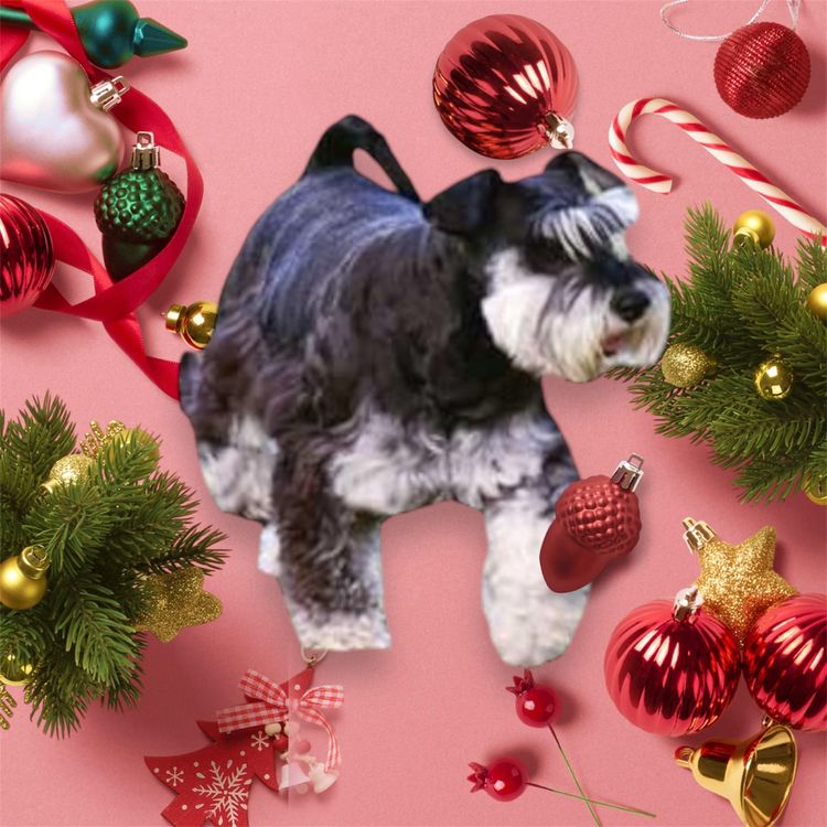 Warner Schnauzers