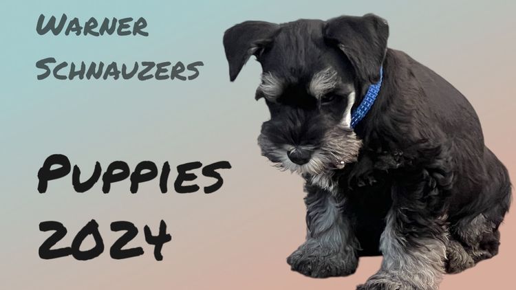 Warner Schnauzers