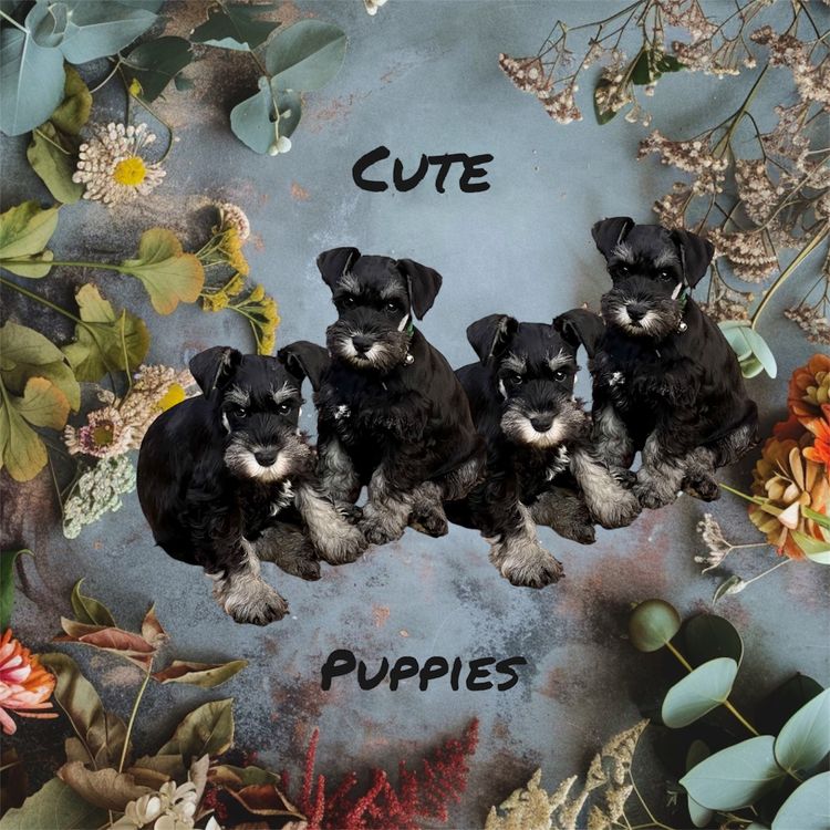Warner Schnauzers
