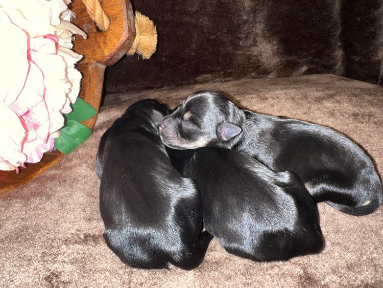 Warner Schnauzers
