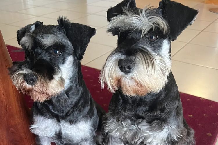 Warner Schnauzers