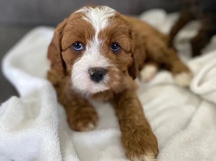 Darling Downs Cavoodles