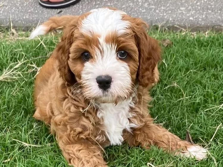 Darling Downs Cavoodles