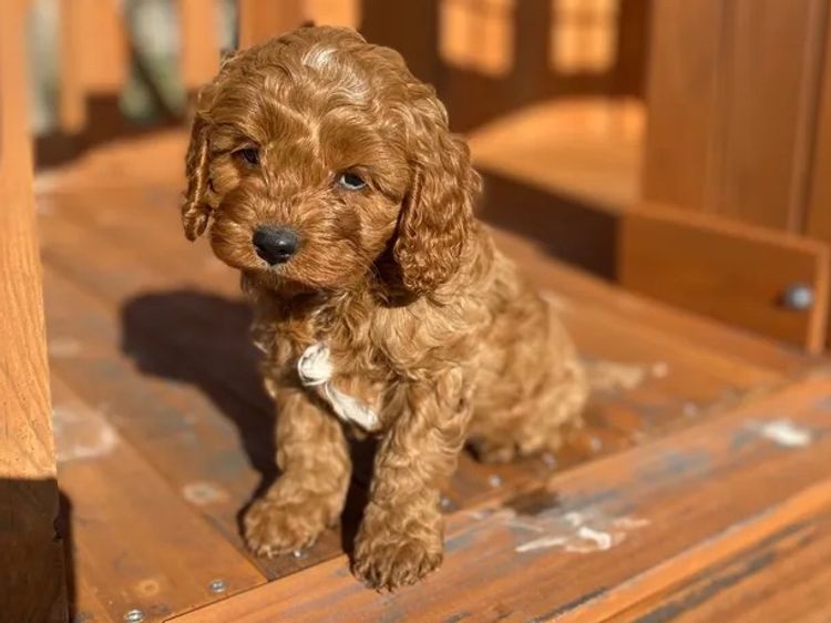 Darling Downs Cavoodles