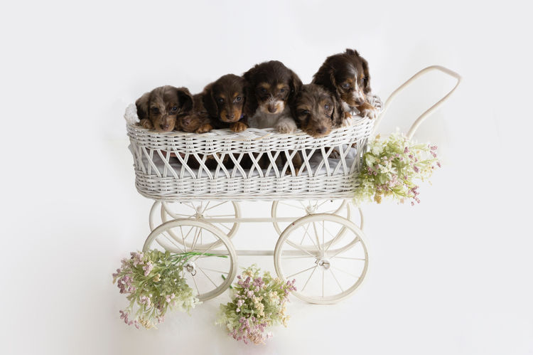 Dappled With Love Mini Dachshunds