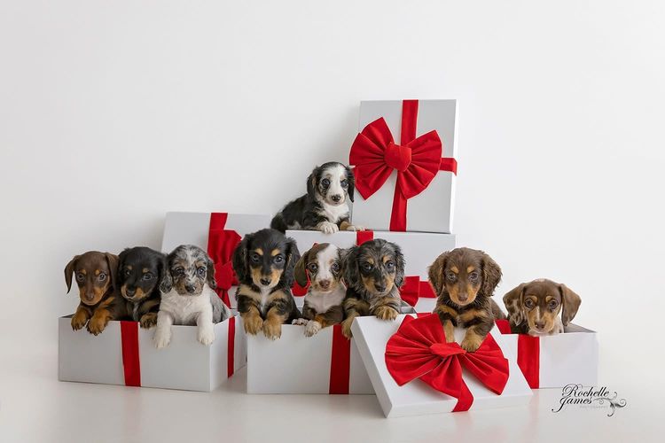 Dappled With Love Mini Dachshunds