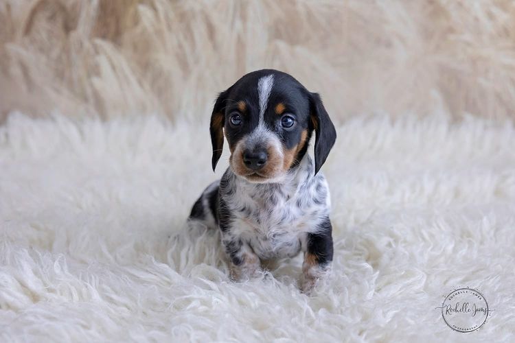 Dappled With Love Mini Dachshunds
