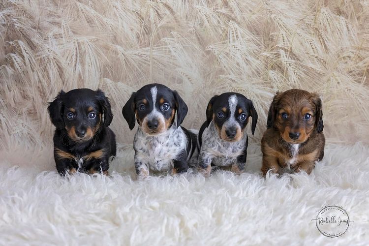 Dappled With Love Mini Dachshunds