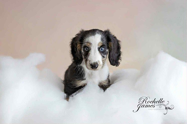 Dappled With Love Mini Dachshunds