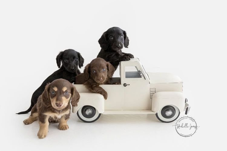 Dappled With Love Mini Dachshunds
