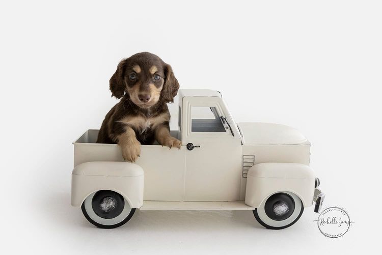 Dappled With Love Mini Dachshunds