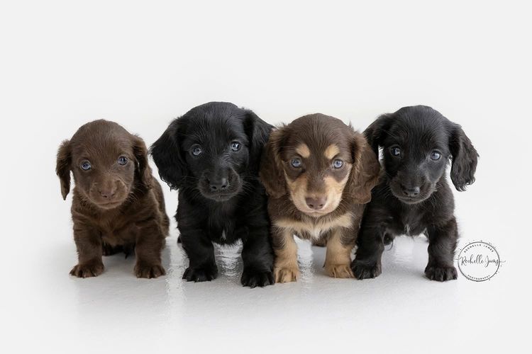 Dappled With Love Mini Dachshunds