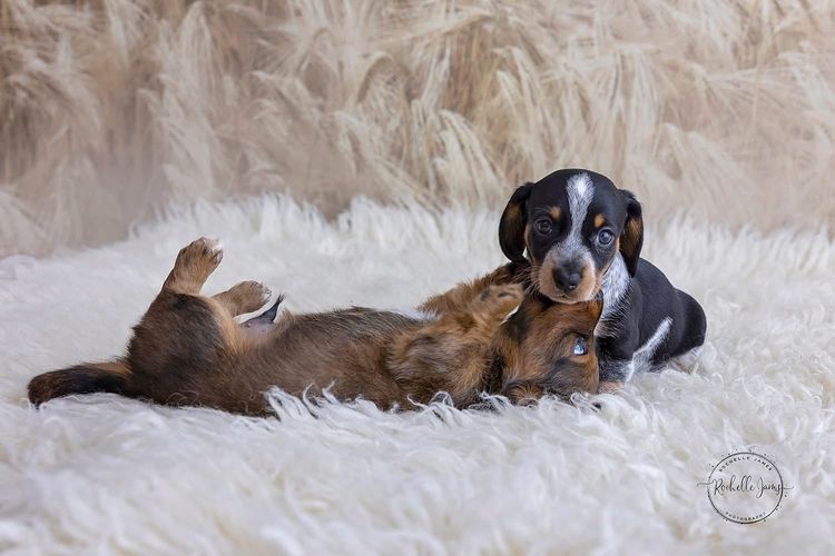 Dappled With Love Mini Dachshunds