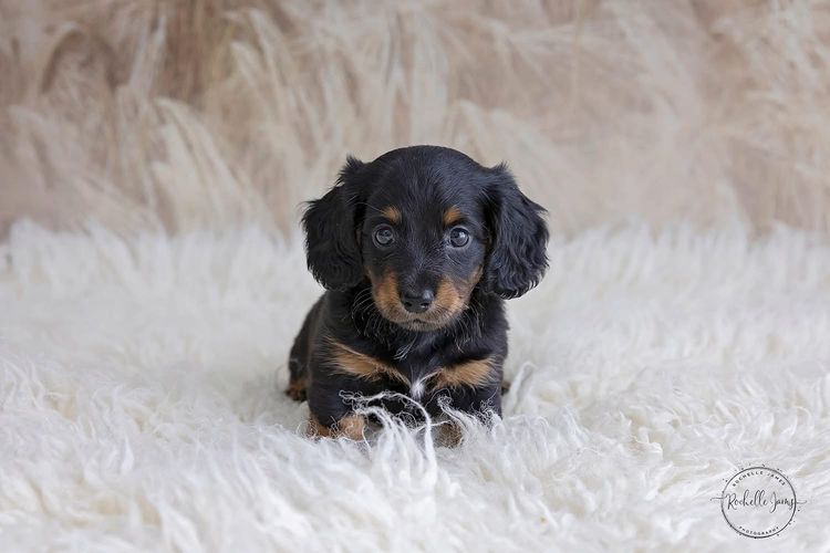Dappled With Love Mini Dachshunds