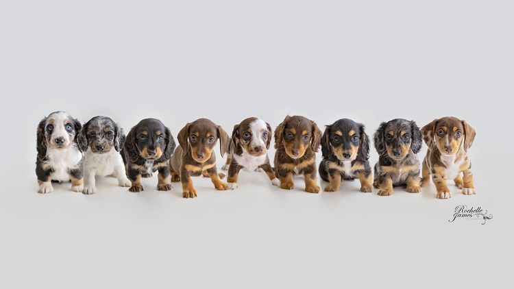 Dappled With Love Mini Dachshunds