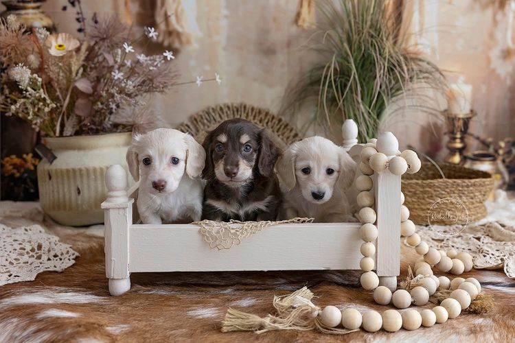 Dappled With Love Mini Dachshunds