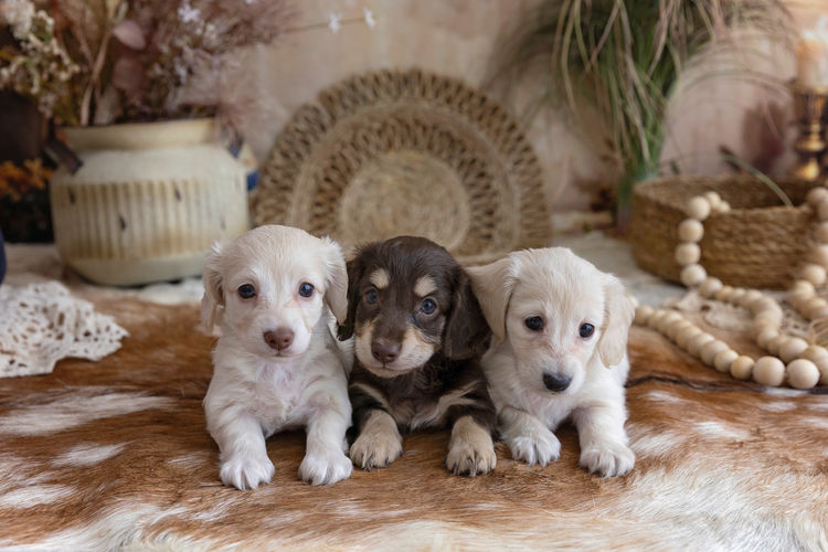 Dappled With Love Mini Dachshunds