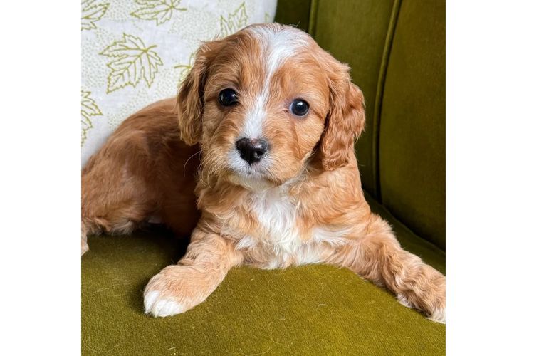 Misty Range Farm Cavoodles