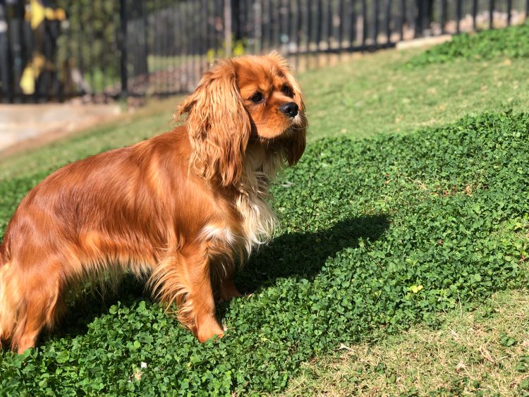 Misty Range Farm Cavoodles