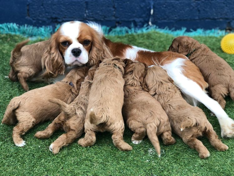 Misty Range Farm Cavoodles