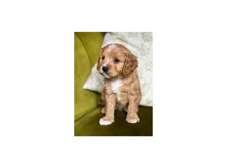 Misty Range Farm Cavoodles