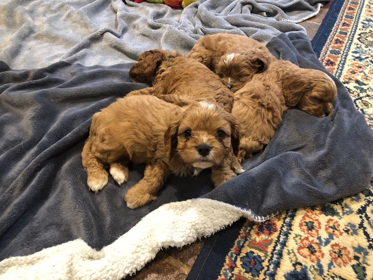 Misty Range Farm Cavoodles
