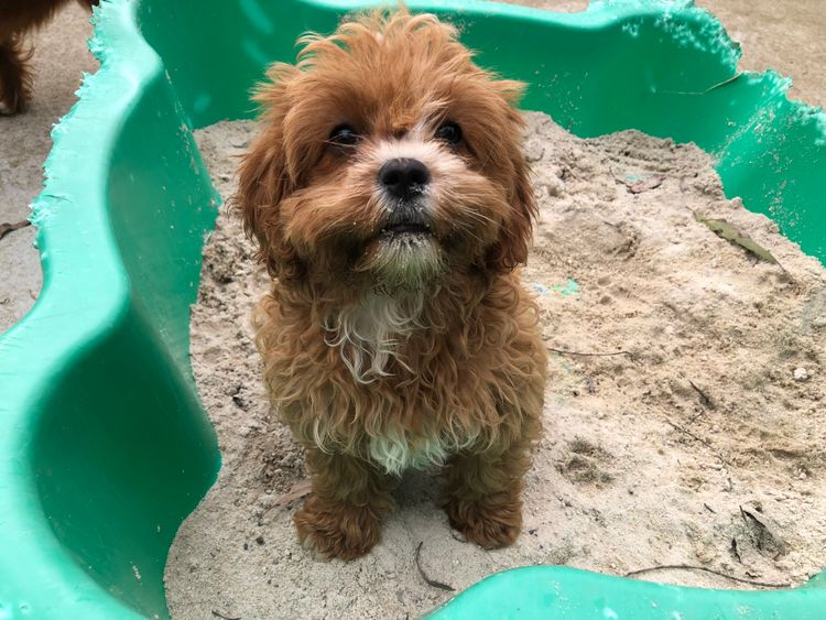 Misty Range Farm Cavoodles