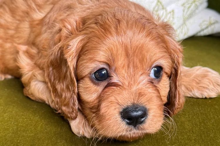 Misty Range Farm Cavoodles
