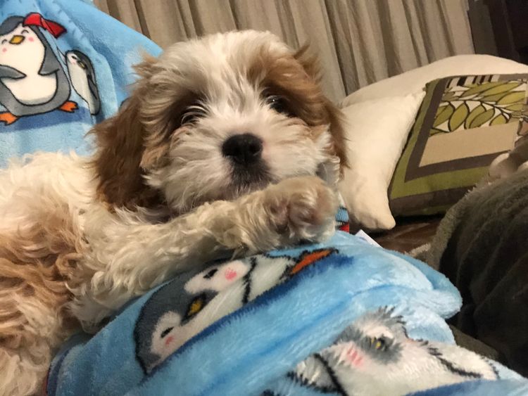 Misty Range Farm Cavoodles