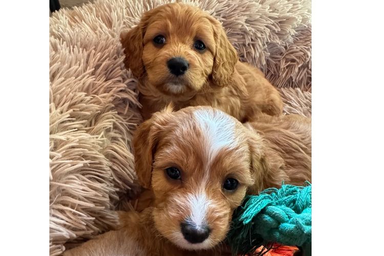 Misty Range Farm Cavoodles